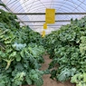 Wholesale Strawberry Hydroponic Growing Systems Agriculture Farm Soilless Strawberry Planting
