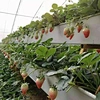 Wholesale Strawberry Hydroponic Growing Systems Agriculture Farm Soilless Strawberry Planting