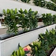 Wholesale Strawberry Hydroponic Growing Systems Agriculture Farm Soilless Strawberry Planting