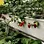 Wholesale Strawberry Hydroponic Growing Systems Agriculture Farm Soilless Strawberry Planting