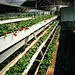 Wholesale Strawberry Hydroponic Growing Systems Agriculture Farm Soilless Strawberry Planting