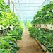 Wholesale Strawberry Hydroponic Growing Systems Agriculture Farm Soilless Strawberry Planting